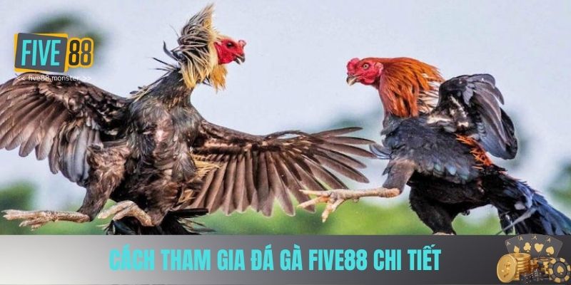 Cách tham gia Đá Gà Five88 chi tiết